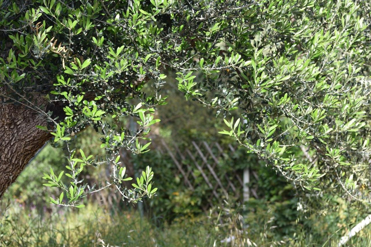Argiris Kefalonia Traditional Cottage Dhavgáta エクステリア 写真